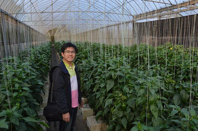 金勇番茄農場30