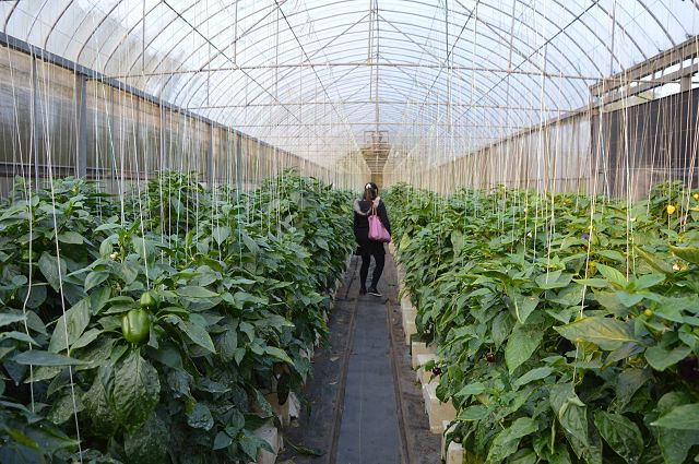 金勇番茄農場25