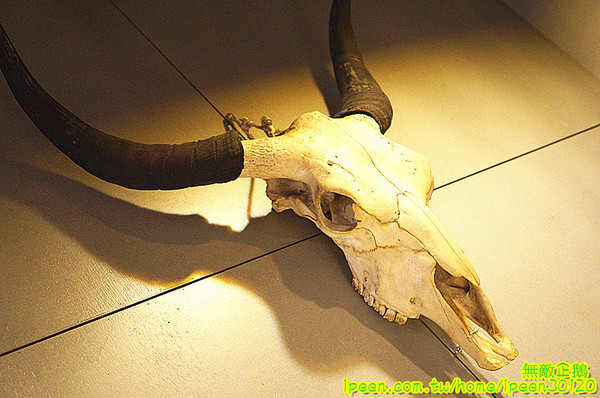 老夫子牛肉麵(旗艦總店)：【台南-北區】裝潢氣派x平價享受...大推手作酸梅汁.滿漢牛肉麵.半筋半肉麵.皮蛋豆腐.泡菜.花生.蔥爆牛肉..《老夫子牛肉麵(旗艦總店)》