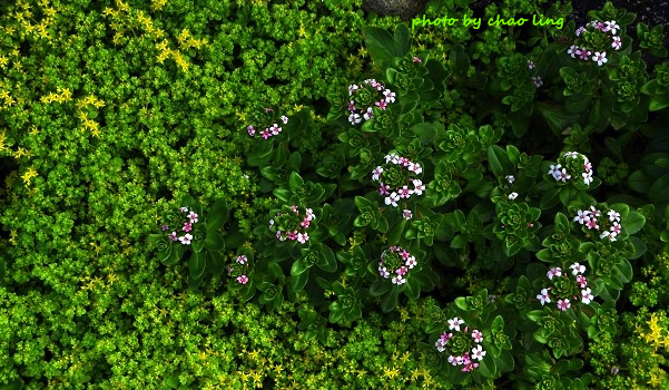 麟山鼻(野合百)-10.JPG - 2016夏之豔陽