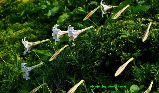 麟山鼻(野合百)-23.JPG - 2016夏之豔陽