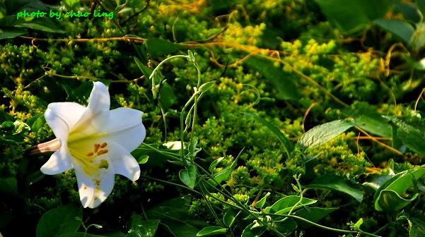 麟山鼻(野合百)-29.JPG - 2016夏之豔陽