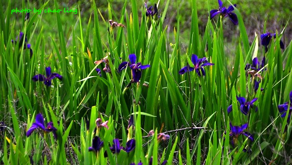 番婆林-6.JPG - 2016夏之豔陽