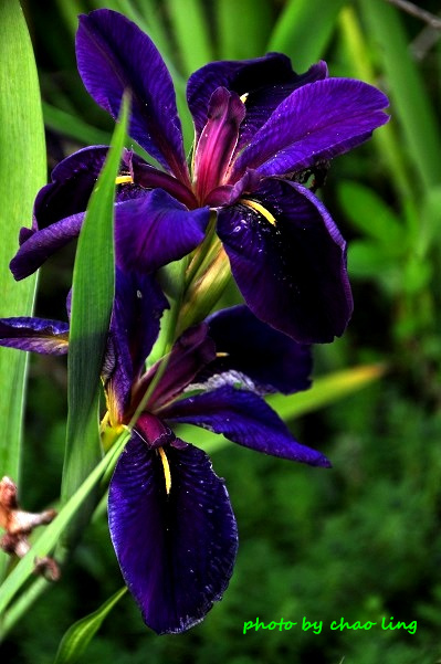 番婆林-5.JPG - 2016夏之豔陽