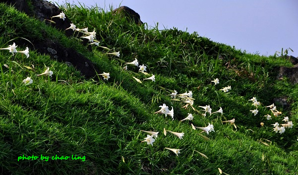 麟山鼻(野合百)-13.JPG - 2016夏之豔陽