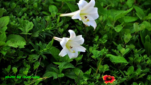 麟山鼻(野合百)-27.JPG - 2016夏之豔陽