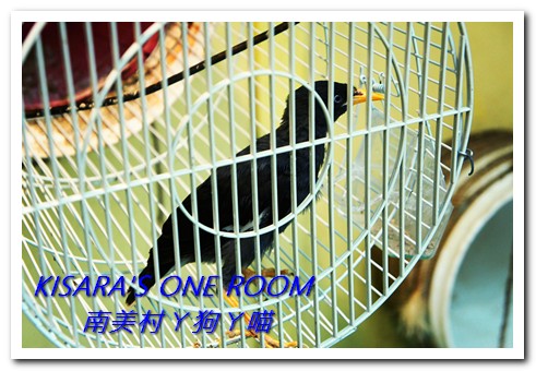 南美村ㄚ狗ㄚ喵：小動物陪同用餐的可愛中途餐廳──南美村ㄚ狗ㄚ喵《午餐篇》