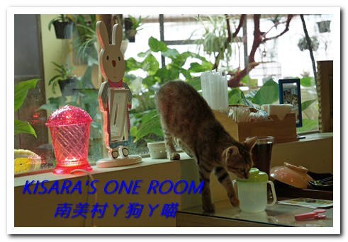 南美村ㄚ狗ㄚ喵：小動物陪同用餐的可愛中途餐廳──南美村ㄚ狗ㄚ喵《午餐篇》