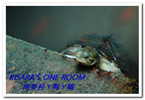 南美村ㄚ狗ㄚ喵：小動物陪同用餐的可愛中途餐廳──南美村ㄚ狗ㄚ喵《午餐篇》