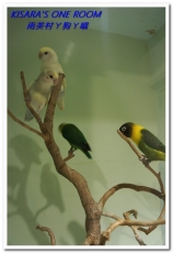 南美村ㄚ狗ㄚ喵:小動物陪同用餐的可愛中途餐廳──南美村ㄚ狗ㄚ喵《午茶篇》