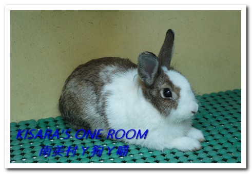 南美村ㄚ狗ㄚ喵：小動物陪同用餐的可愛中途餐廳──南美村ㄚ狗ㄚ喵《午餐篇》