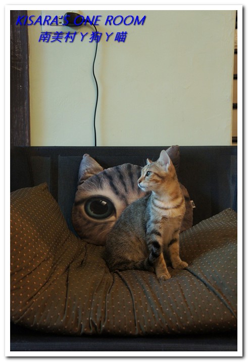 南美村ㄚ狗ㄚ喵:小動物陪同用餐的可愛中途餐廳──南美村ㄚ狗ㄚ喵《午茶篇》