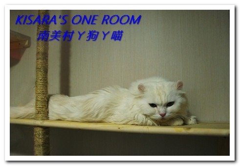 南美村ㄚ狗ㄚ喵:小動物陪同用餐的可愛中途餐廳──南美村ㄚ狗ㄚ喵《午茶篇》