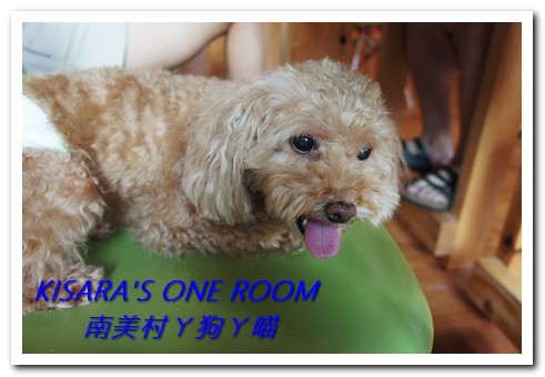 南美村ㄚ狗ㄚ喵：小動物陪同用餐的可愛中途餐廳──南美村ㄚ狗ㄚ喵《午餐篇》