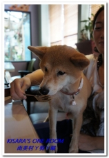 南美村ㄚ狗ㄚ喵：小動物陪同用餐的可愛中途餐廳──南美村ㄚ狗ㄚ喵《午餐篇》