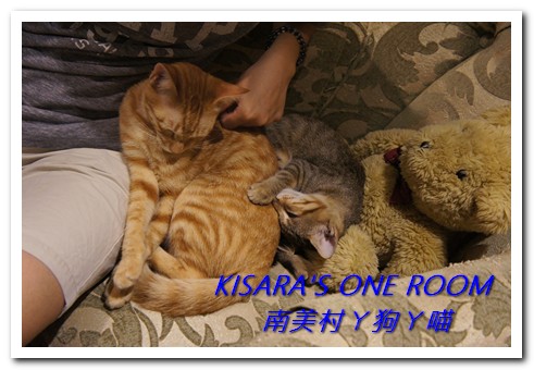 南美村ㄚ狗ㄚ喵:小動物陪同用餐的可愛中途餐廳──南美村ㄚ狗ㄚ喵《午茶篇》