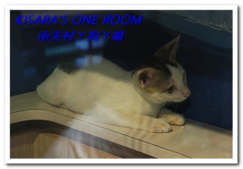 南美村ㄚ狗ㄚ喵:小動物陪同用餐的可愛中途餐廳──南美村ㄚ狗ㄚ喵《午茶篇》