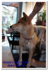 南美村ㄚ狗ㄚ喵：小動物陪同用餐的可愛中途餐廳──南美村ㄚ狗ㄚ喵《午餐篇》