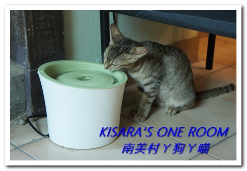 南美村ㄚ狗ㄚ喵:小動物陪同用餐的可愛中途餐廳──南美村ㄚ狗ㄚ喵《午茶篇》