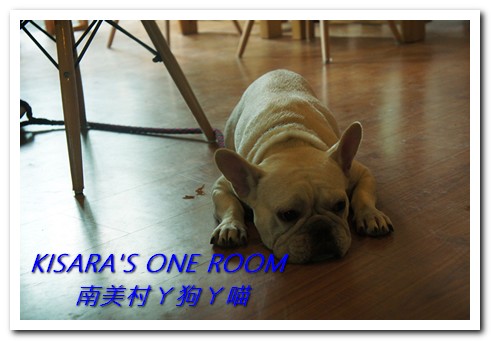 南美村ㄚ狗ㄚ喵：小動物陪同用餐的可愛中途餐廳──南美村ㄚ狗ㄚ喵《午餐篇》