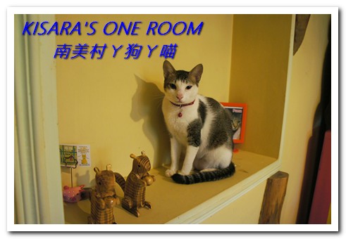 南美村ㄚ狗ㄚ喵:小動物陪同用餐的可愛中途餐廳──南美村ㄚ狗ㄚ喵《午茶篇》