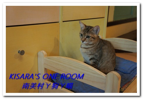 南美村ㄚ狗ㄚ喵:小動物陪同用餐的可愛中途餐廳──南美村ㄚ狗ㄚ喵《午茶篇》