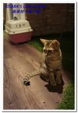 南美村ㄚ狗ㄚ喵:小動物陪同用餐的可愛中途餐廳──南美村ㄚ狗ㄚ喵《午茶篇》