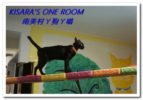 南美村ㄚ狗ㄚ喵:小動物陪同用餐的可愛中途餐廳──南美村ㄚ狗ㄚ喵《午茶篇》