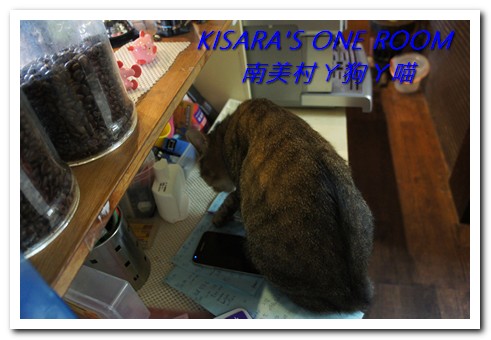 南美村ㄚ狗ㄚ喵：小動物陪同用餐的可愛中途餐廳──南美村ㄚ狗ㄚ喵《午餐篇》