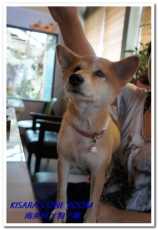 南美村ㄚ狗ㄚ喵：小動物陪同用餐的可愛中途餐廳──南美村ㄚ狗ㄚ喵《午餐篇》