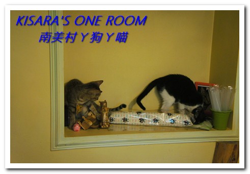 南美村ㄚ狗ㄚ喵:小動物陪同用餐的可愛中途餐廳──南美村ㄚ狗ㄚ喵《午茶篇》