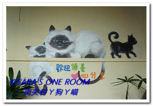 南美村ㄚ狗ㄚ喵：小動物陪同用餐的可愛中途餐廳──南美村ㄚ狗ㄚ喵《午餐篇》