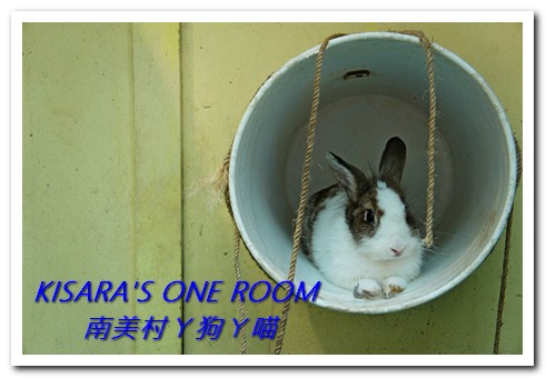 南美村ㄚ狗ㄚ喵:小動物陪同用餐的可愛中途餐廳──南美村ㄚ狗ㄚ喵《午茶篇》