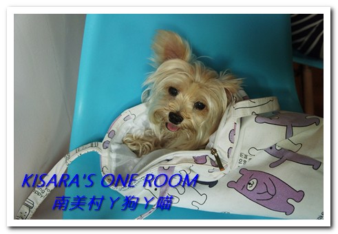 南美村ㄚ狗ㄚ喵：小動物陪同用餐的可愛中途餐廳──南美村ㄚ狗ㄚ喵《午餐篇》