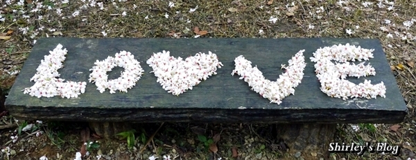 三芝大坑賞桐步道:三芝‧大坑賞桐步道