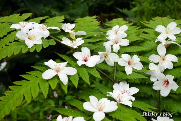 三芝大坑賞桐步道:三芝‧大坑賞桐步道