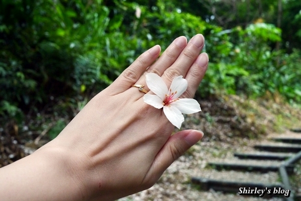 三芝大坑賞桐步道:三芝‧大坑賞桐步道