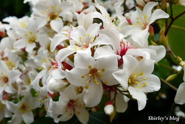 三芝大坑賞桐步道:三芝‧大坑賞桐步道