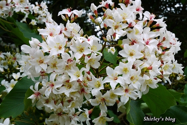 三芝大坑賞桐步道:三芝‧大坑賞桐步道
