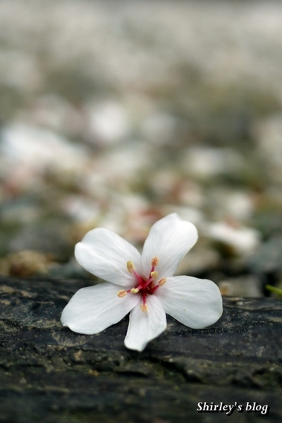 三芝大坑賞桐步道:三芝‧大坑賞桐步道