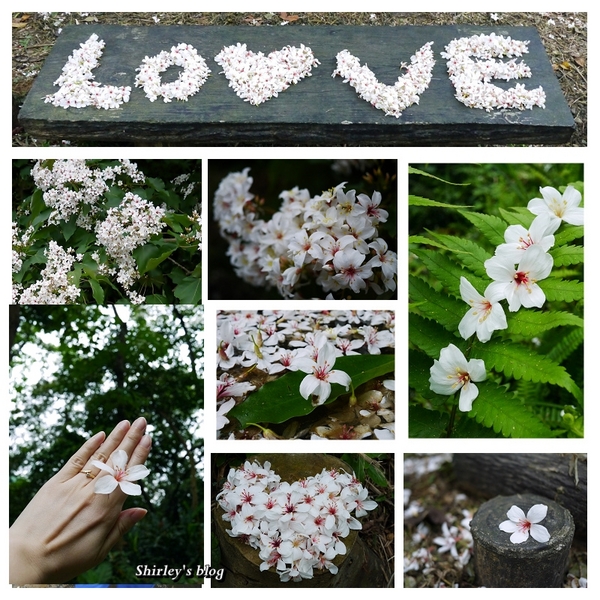 三芝大坑賞桐步道:三芝‧大坑賞桐步道