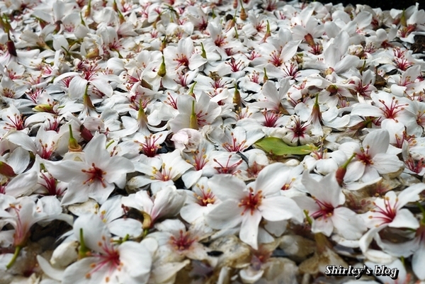 三芝大坑賞桐步道:三芝‧大坑賞桐步道