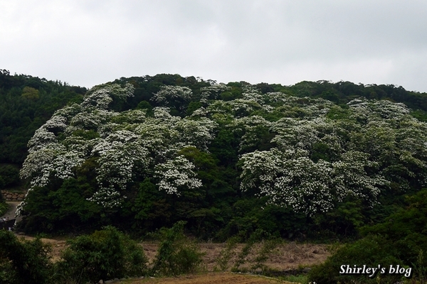 三芝大坑賞桐步道:三芝‧大坑賞桐步道