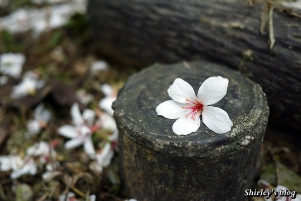 三芝大坑賞桐步道:三芝‧大坑賞桐步道