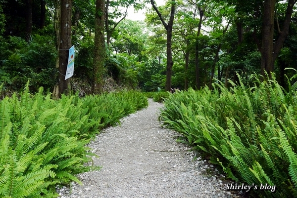 三芝大坑賞桐步道:三芝‧大坑賞桐步道