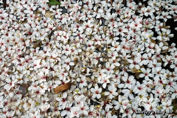 三芝大坑賞桐步道:三芝‧大坑賞桐步道