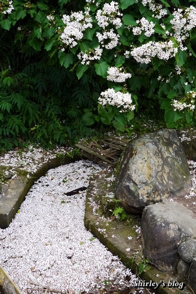 三芝大坑賞桐步道:三芝‧大坑賞桐步道