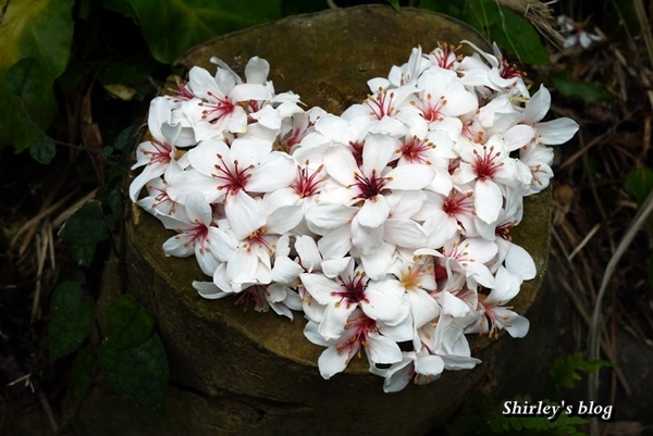 三芝大坑賞桐步道:三芝‧大坑賞桐步道