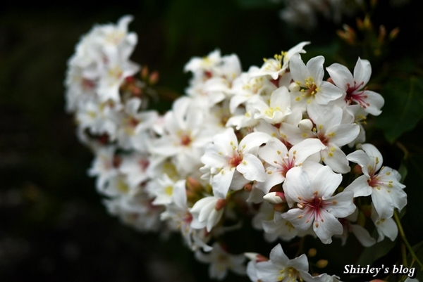 三芝大坑賞桐步道:三芝‧大坑賞桐步道