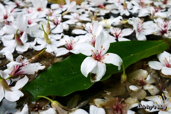 三芝大坑賞桐步道:三芝‧大坑賞桐步道